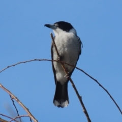 Cracticus torquatus at Monash, ACT - 3 Jul 2023