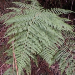 Calochlaena dubia (Rainbow Fern) at Budderoo National Park - 3 Jul 2023 by plants