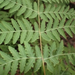 Histiopteris incisa (Bat's-Wing Fern) at Budderoo National Park - 3 Jul 2023 by plants