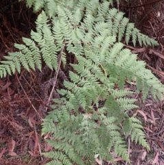 Histiopteris incisa at Robertson, NSW - suppressed