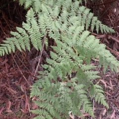 Histiopteris incisa at Robertson, NSW - 3 Jul 2023