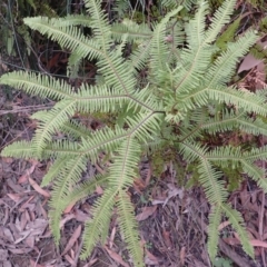 Sticherus lobatus (Spreading Fan Fern) at Wingecarribee Local Government Area - 3 Jul 2023 by plants