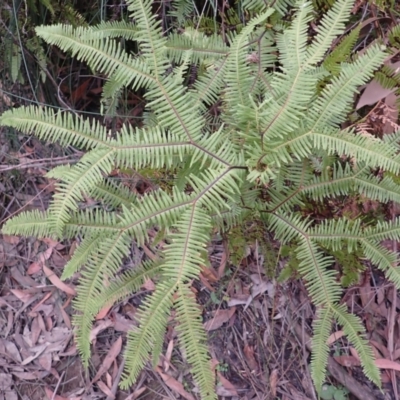 Sticherus lobatus (Spreading Fan Fern) at Budderoo National Park - 3 Jul 2023 by plants