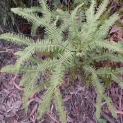 Sticherus lobatus (Spreading Fan Fern) at Robertson, NSW - 3 Jul 2023 by plants