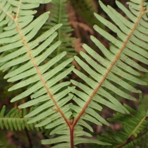 Sticherus lobatus at Robertson, NSW - suppressed