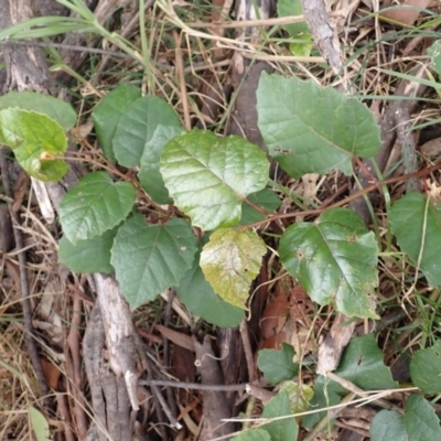 Cissus antarctica (Water Vine, Kangaroo Vine) at Robertson - 3 Jul 2023 by plants