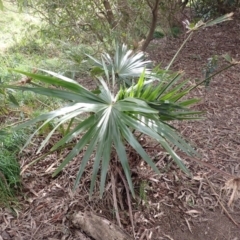 Livistona australis (Australian Cabbage Palm) at Wingecarribee Local Government Area - 3 Jul 2023 by plants