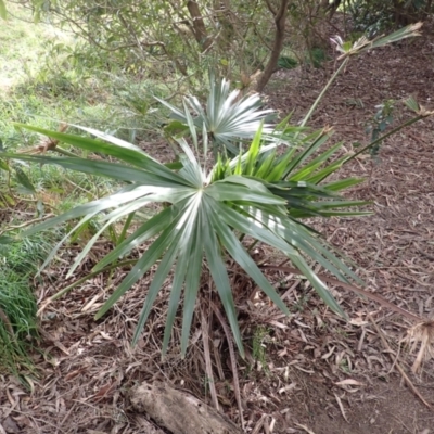 Livistona australis (Australian Cabbage Palm) at Robertson, NSW - 3 Jul 2023 by plants