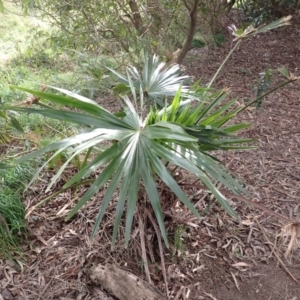 Livistona australis at Robertson, NSW - 3 Jul 2023