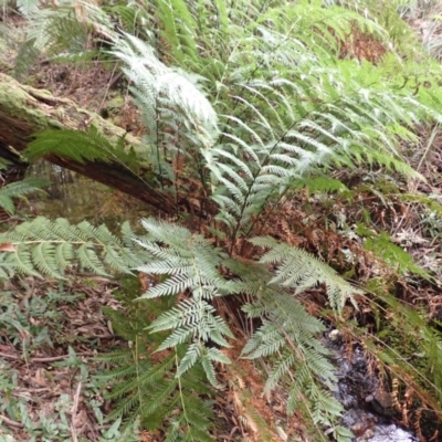 Todea barbara (King Fern) at Wingecarribee Local Government Area - 3 Jul 2023 by plants