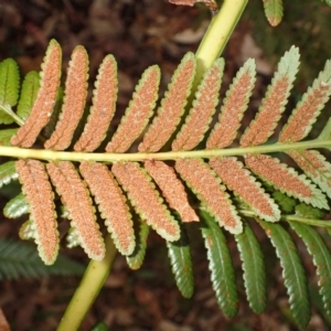 Todea barbara at Barrengarry, NSW - 3 Jul 2023