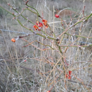 Rosa rubiginosa at Watson, ACT - 3 Jul 2023 04:03 PM