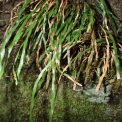 Schizaea rupestris at Barrengarry, NSW - 3 Jul 2023 by plants