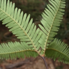 Sticherus urceolatus (Silky Fan Fern) at Wingecarribee Local Government Area - 3 Jul 2023 by plants