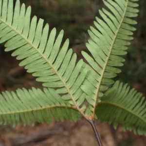 Sticherus urceolatus at Barrengarry, NSW - suppressed