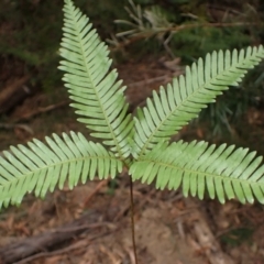 Sticherus urceolatus at Barrengarry, NSW - suppressed