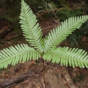 Sticherus urceolatus at Barrengarry, NSW - suppressed