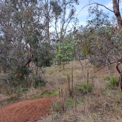 Acacia baileyana (Cootamundra Wattle, Golden Mimosa) at Mount Majura - 3 Jul 2023 by abread111