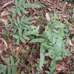 Blechnum wattsii at Barrengarry, NSW - 3 Jul 2023 12:27 PM