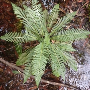 Blechnum nudum at Barrengarry, NSW - 3 Jul 2023