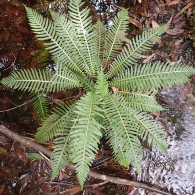 Blechnum nudum (Fishbone Water Fern) at Robertson - 3 Jul 2023 by plants