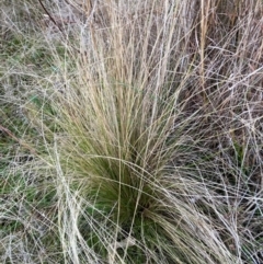 Nassella trichotoma (Serrated Tussock) at The Fair, Watson - 3 Jul 2023 by waltraud