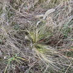 Nassella trichotoma at Watson, ACT - 3 Jul 2023 04:41 PM