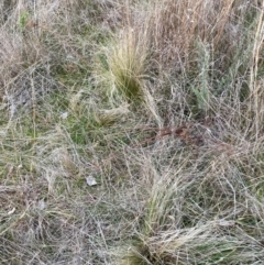 Nassella trichotoma at Watson, ACT - 3 Jul 2023 04:41 PM