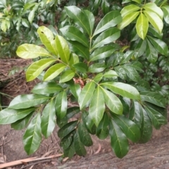 Synoum glandulosum (Scentless Rosewood) at Morton National Park - 3 Jul 2023 by plants