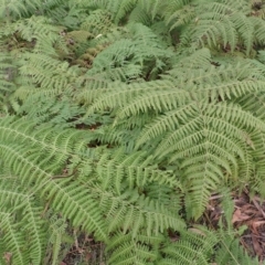 Hypolepis glandulifera (Downy Ground Fern) at Morton National Park - 3 Jul 2023 by plants