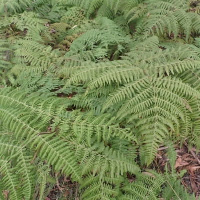 Hypolepis glandulifera (Downy Ground Fern) at Morton National Park - 3 Jul 2023 by plants