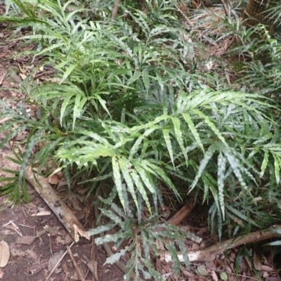 Pteris umbrosa (Jungle Brake) at Macquarie Pass - 3 Jul 2023 by plants