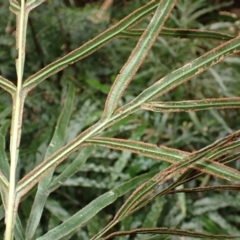 Pteris umbrosa at Macquarie Pass, NSW - 3 Jul 2023 02:06 PM