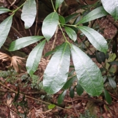 Baloghia inophylla (Brush Bloodwood) at Macquarie Pass - 3 Jul 2023 by plants