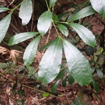 Baloghia inophylla (Brush Bloodwood) at Macquarie Pass, NSW - 3 Jul 2023 by plants