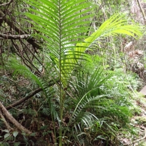 Archontophoenix cunninghamiana at Macquarie Pass, NSW - suppressed