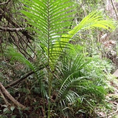 Archontophoenix cunninghamiana (Piccabeen, Bangalow Palm) at Macquarie Pass - 3 Jul 2023 by plants