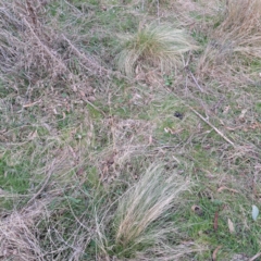 Nassella trichotoma (Serrated Tussock) at Watson, ACT - 3 Jul 2023 by abread111