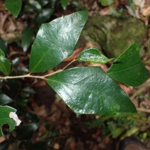 Scolopia braunii at Macquarie Pass, NSW - 3 Jul 2023