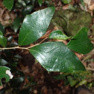 Scolopia braunii at Macquarie Pass, NSW - 3 Jul 2023 02:08 PM