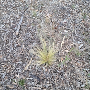 Nassella trichotoma at Watson, ACT - 3 Jul 2023 04:26 PM