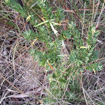 Styphelia triflora (Five-corners) at Mount Majura - 3 Jul 2023 by abread111