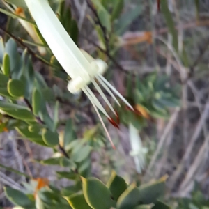 Styphelia triflora at Watson, ACT - 3 Jul 2023 04:45 PM