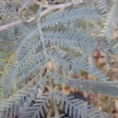 Acacia baileyana x Acacia dealbata (Cootamundra Wattle x Silver Wattle (Hybrid)) at Mount Majura - 3 Jul 2023 by abread111