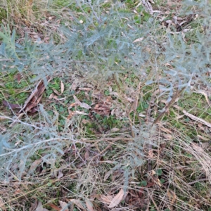 Acacia baileyana x Acacia dealbata at Watson, ACT - 3 Jul 2023 04:50 PM
