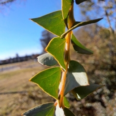 Acacia pravissima (Wedge-leaved Wattle, Ovens Wattle) at Watson Green Space - 2 Jul 2023 by abread111