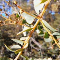 Acacia pravissima at Watson, ACT - 2 Jul 2023