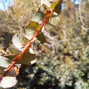 Acacia pravissima at Watson, ACT - 2 Jul 2023 03:33 PM