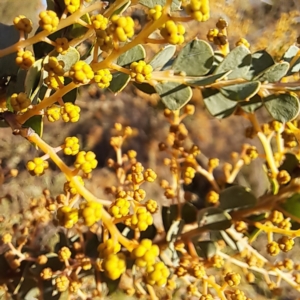 Acacia pravissima at Watson, ACT - 2 Jul 2023 03:33 PM