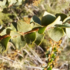 Acacia pravissima at Watson, ACT - 2 Jul 2023